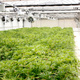 Cannabis in the grow tents at Medigrow